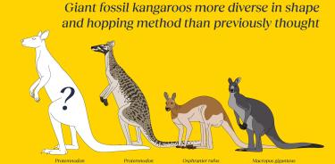Especies extintas de canguros gigantes prehistóricos que habitaron Australia