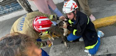 Los paramedicos atendiero al perrito en el lugar de la explosión.