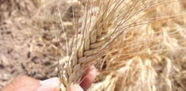 El algoritmo desarrollado por Andrés Mandujano, de INIFAP, fue probado en sembradíos de trigo en la segunda región agrícola más productiva de México: el Bajío.