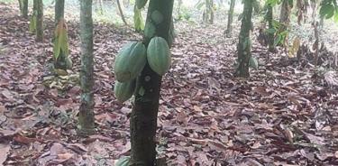 Árbol de cacao en buen estado.