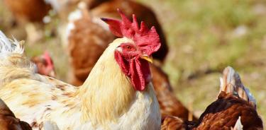H5N1 gripe aviar