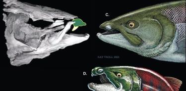Si bien se pensaba que los grandes dientes del salmón con dientes puntiagudos sobresalían hacia abajo, como en la izquierda, la nueva reconstrucción (derecha) sugiere que sobresalían hacia un lado.