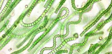 Las cianobacterias fijadoras de nitrógeno fungen como simbiontes bacterianos de varias plantas marinas o terrestres. Son el origen de los cloroplastos (estructuras celulares encargadas de la fotosíntesis en plantas) y del nitroplasto.