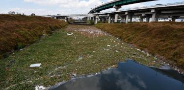 Lirio y basura es lo que se puede observar en algunos tramos del Río Lerma