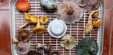 La investigación de la Universidad de Chapingo busca extender el periodo de tiempo en que pueden ser vendidos y consumidos los hongos
