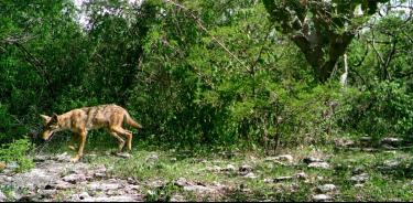 Foto captura de coyote Canis latrans en San Mateo Mimiapan, Oaxaca.