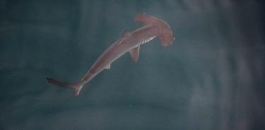 Fotografía cedida por Greenpeace tomada el 21 de marzo de 2024 de un ejemplar juvenil de tiburón martillo liso