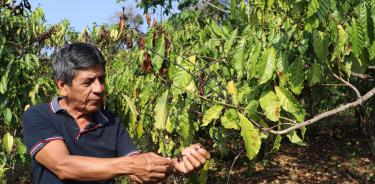 Ismael Gómez, representante de la organización de cafetaleros, muestra plantas de café afectadas por la sequía