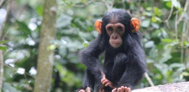 Un chimpancé.