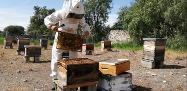 Se ha transferido material genético de las líneas de abejas generadas en el Instituto a grupos de apicultores a través de la entrega de 10 mil celdas reales, tres mil reinas.