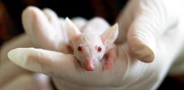 Investigación en ratones