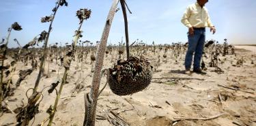 Cultivos perdidos por la sequía en el sur de Texas