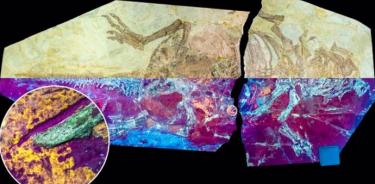 Se estudió el espécimen de dinosaurio NJUES-10 bajo luz natural (mitad superior) y ultravioleta (mitad inferior) que muestra la fluorescencia de color amarillo anaranjado de la piel fósil.