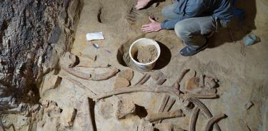 Expertos del Instituto Arqueológico Austriaco trabajan en la extracción y análisis de huesos de mamut.