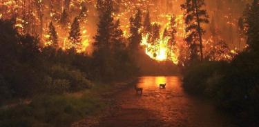 Limpiar la contaminación del aire causada por aerosoles provocaría más incendios forestales si no se hace un esfuerzo por mitigar también los gases de efecto invernadero.