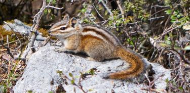 Chichimoco de Coahuila (Neotamias solivagus).