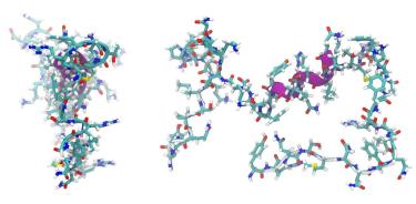 El BPC-157, un péptido sintético de 15 aminoácidos, ha mostrado potencial en la regeneración de tejidos y cicatrización de heridas en modelos animales