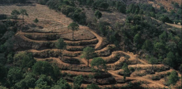 Huerta de aguacate plantada de manera irregular en Jalisco.