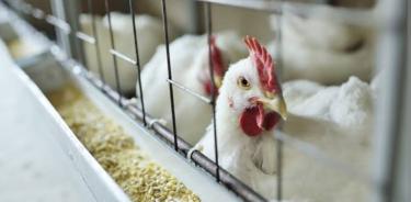 La Secretaría de Salud difundió los cuidados que deben tener las personas que trabajan con aves de corral para evitar contagios del virus de la gripe aviar A (H5N2)