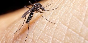 El dengue es una enfermedad viral transmitida a través de la picadura del mosquito Aedes aegypti.