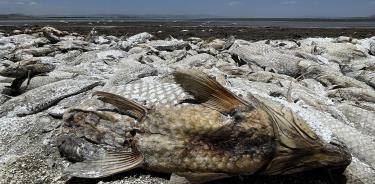 Peces muertos debido a la sequía en la laguna de Bustillos/