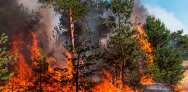 Incendio forestal.