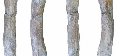Metatarso recién identificado del extinto león cavernario Panthera spelaea de Notarchirico (Venosa, Italia). La parte preservada del espécimen mide aproximadamente 14 cm.