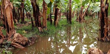 Un plantío de plátano inundado debido a las fuertes lluvias, en TGapachula, Chiapas/