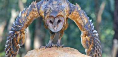 Aniimales silvestres lince rojo , lechuza y víbora de cascabel