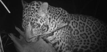 Jaguar (Panthera onca) con armadillo de nueve bandas (Dasypus novemcinctus) depredado en la región de Calakmul, Campeche, México.