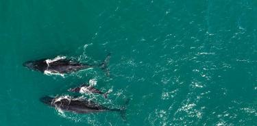 Las ballenas jorobadas que migran anualmente por la costa este de Australia.