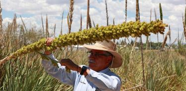 Esta planta, esencial para la producción del sotol, crece de forma silvestre en las escarpadas laderas de los desiertos del norte de México