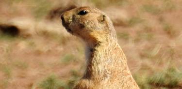 El perrito llanero mexicano (Cynomys mexicanus).