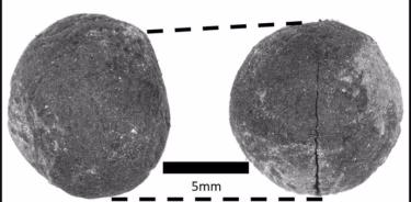 Un cultivo inusual que Mueller descubrió fue el de los guisantes, quemados pero perfectamente intactos. Antes, los guisantes no se consideraban parte de la agricultura primitiva de esta región.