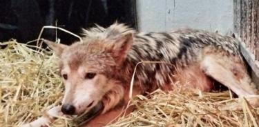 Seje, loba mexicana en el Zoológico de Chapultepec