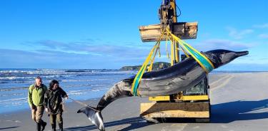 Las autoridades hallaron el cadáver casi intacto de lo que parece ser una ballena picuda de Bahamonde.