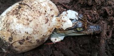 El cocodrilo siamés estuvo a punto de extinguirse en el Sudeste Asiático.