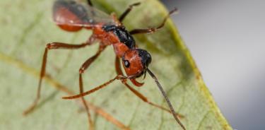 Figura 4. Mosaico bilateral, ginandromorfo en la hormiga Polyergus longicornis. La parte roja corresponde al fenotipo de una obrera, la negra al de un macho de esta especie. Se pueden notar las diferencias características: antena filiforme, ojo compuesto más grande, mandíbulas reducidas y tórax con un ala en la parte macho. Jacksonville, Florida, USA. Abril 2022.