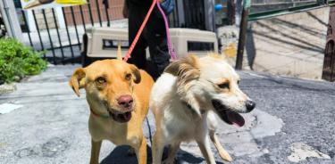 Un éxito, la jornada de esterilización en Xochimilco con más de 100 mascotas atendidas, 6 viven en las calles