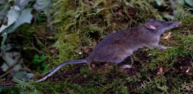 Rata musaraña de Sulawesi (Paucidentomys vermidax) que se alimenta de lombrices de tierra. Esta especie ha perdido sus molares, posiblemente por el consumo de su dieta blanda.