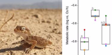 A) Stenodactylus sthenodactylus, fotografiado aquí dentro de una zona de tiro militar activa (b) Tasas metabólicas de S. Sthenodactylus 4 horas antes, durante y 4 horas después de las explosiones de cohetes.