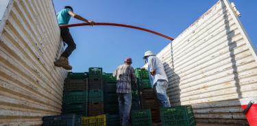 En Apatzingán, productores de limón consideran insuficientes las acciones del Gbierno contra los extorsionadores//CUARTOSCURO/