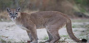 Puma (Puma concolor).