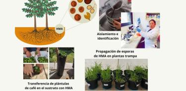 Figura 1 Slider. Pasos metodológicos utilizados en la propagación de HMA en plantas trampa.