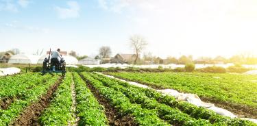 las actividades secundarias, entre ellas la agricultura, se contrajeron un 2.8 por ciento en el segundo trimestre del año/