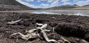 Peces muertos quedaron expuestos al secarse en un 98 por ciento la presa Las Lajas/