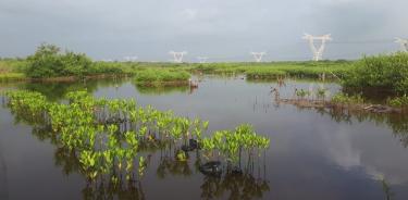 Vista del manglar cinco años después de la restauración (2024).