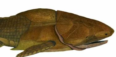 El 'Miaojiaaspis dichotomus'