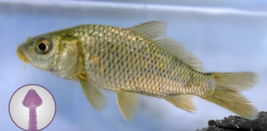 Figura 1 y slider. Carpa común (Cyprinus carpio), hospedero natural de la tenia de las carpas. Fotografía tomada de un ejemplar capturado de los humedales del Centro Deportivo de San Cristóbal de las Casas, Chiapas. En el extremo inferior de la fotografía se muestra una imagen de la tenia captada con un microscopio.