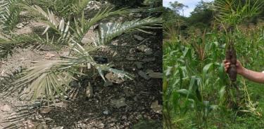 Zamia paucijuga Wieland (Zamiaceae).